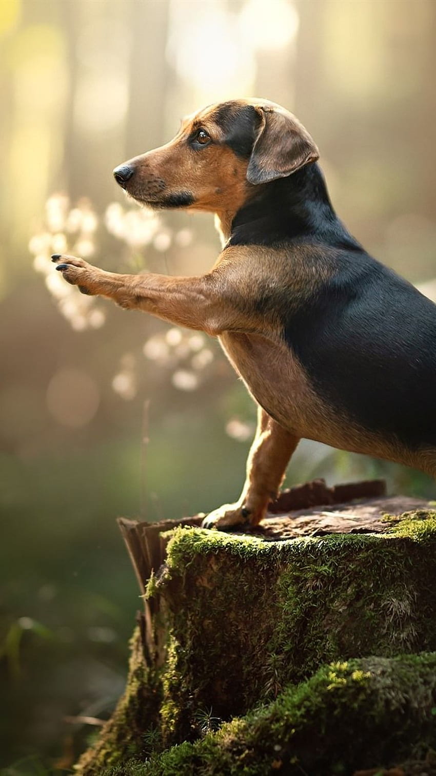 Dachshund, dog, paw, stump, moss 750x1334 iPhone 8/7/6/6S, wiener dog black HD phone wallpaper