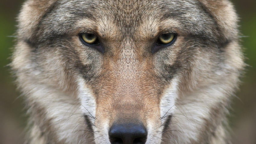 wolf, Animals, Nature, Closeup, Face / and, wolf face HD wallpaper