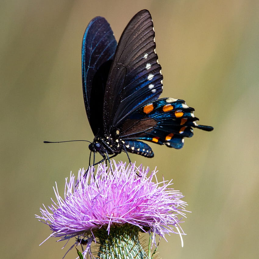 紫の花に黒とオレンジの蝶 – リールフット国立野生生物保護区の管理棟と訪問者連絡所、オレンジと紫の蝶 HD電話の壁紙