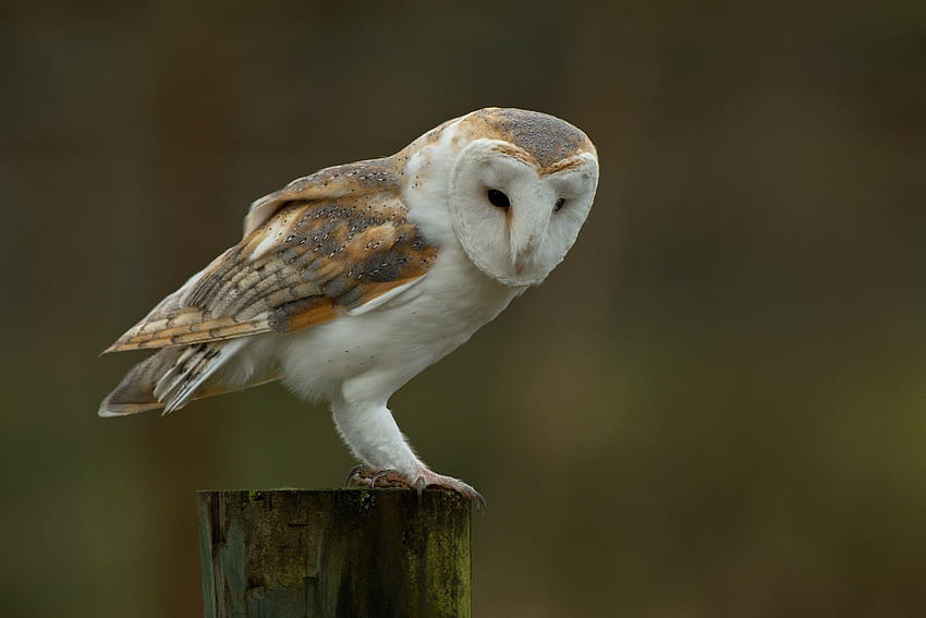 barn owl backgrounds , Asbjorn Butler 2017 HD wallpaper