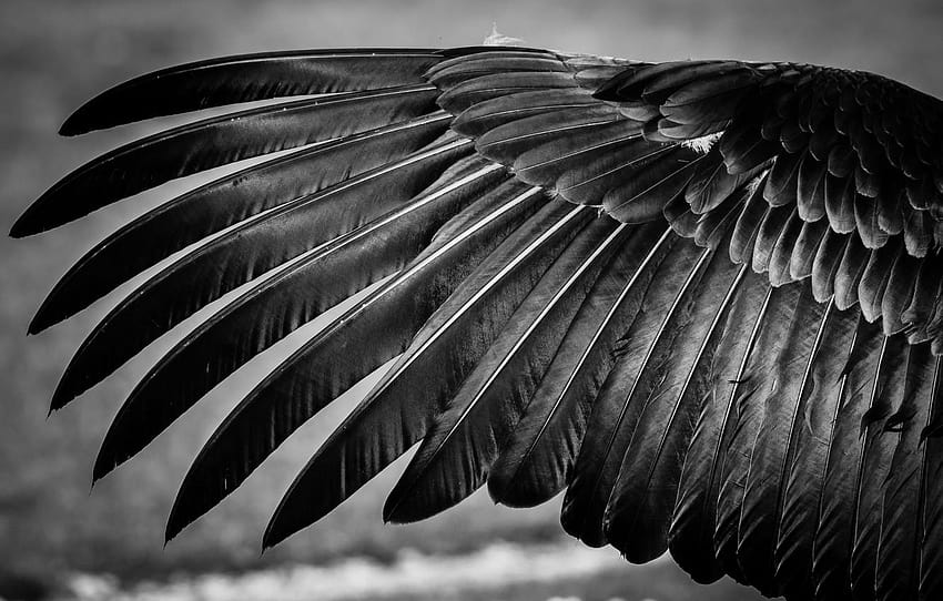 새, 깃털, 날개, 흑백 용, 검은 깃털 HD 월페이퍼