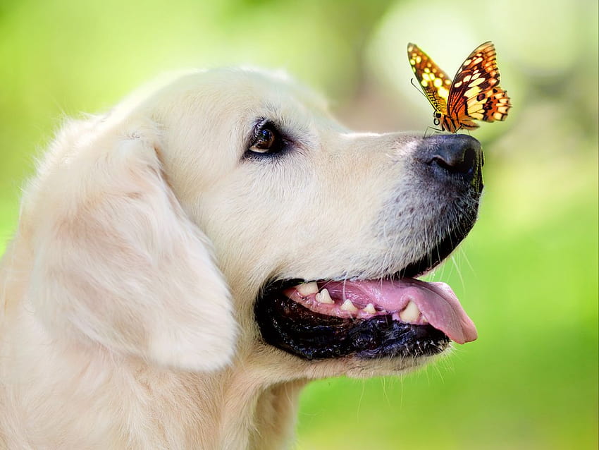 1152x864 dog, muzzle, butterfly, protruding tongue, spring, summer standard 4:3 backgrounds, cute puppies summer HD wallpaper
