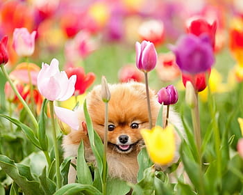 are tulips safe for dogs