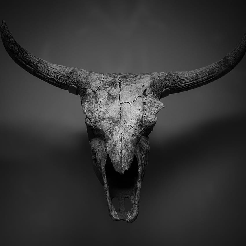 Crâne de taureau, tête de taureau Fond d'écran de téléphone HD