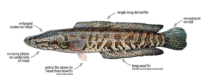 Northern Snakehead – Profile and Resources HD wallpaper | Pxfuel