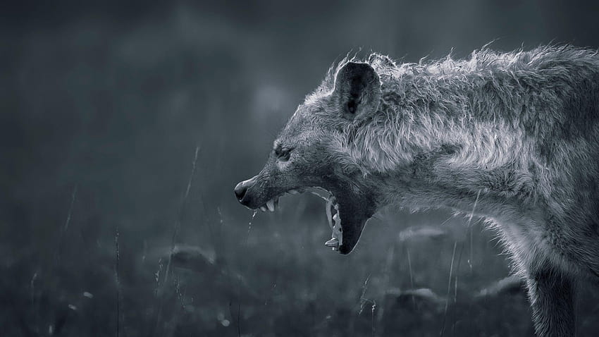 Liz Walcher on Fauna, hyenas HD wallpaper