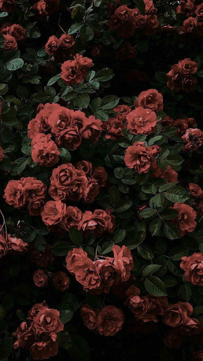 Aesthetic Rose Backgrounds Dark, aesthetic black roses HD phone wallpaper
