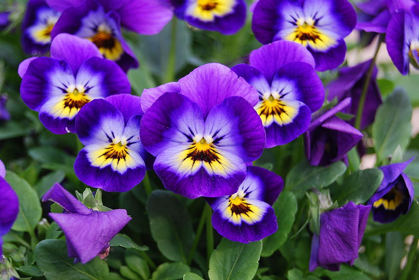 How to Grow and Care for Violas, violet snapdragons HD wallpaper