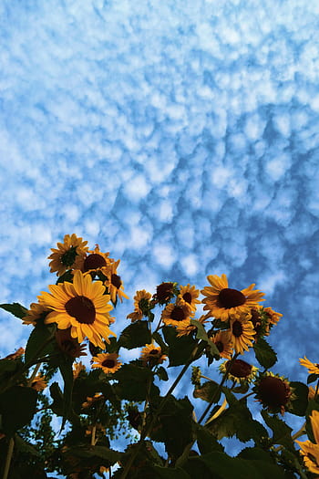 Sunflowers Wallpapers HD Free Download