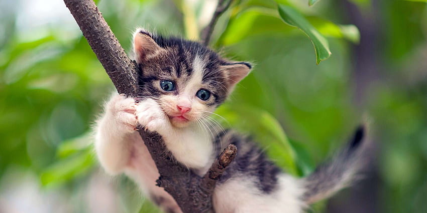Katze steckt im Baum fest? So retten Sie Ihren Katzenfreund, kleine Sommerkatzen HD-Hintergrundbild
