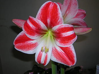 White amaryllis HD wallpapers | Pxfuel