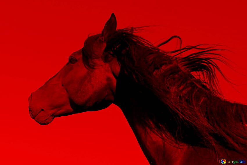 Red Horse portrait on CC HD wallpaper