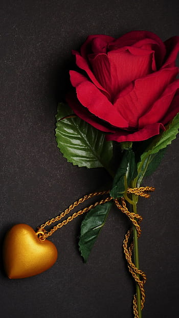 Love rose mobile HD wallpapers | Pxfuel