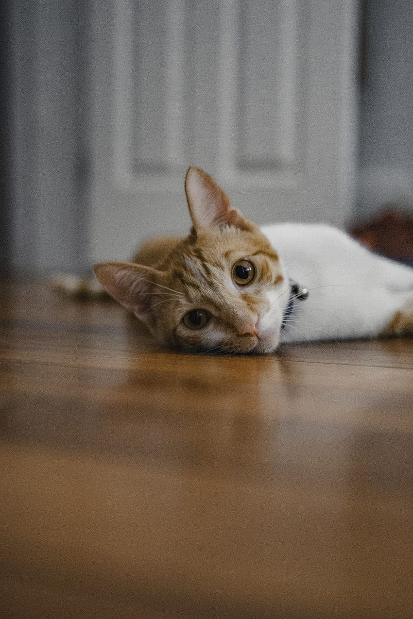 gatto soriano arancione sdraiato su pavimento di legno marrone – Legno su, occhi marroni di gatto arancione Sfondo del telefono HD
