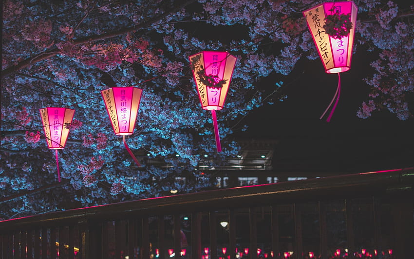 2560x1600 Japan Night Cherry Blossom Trees Lantern Glowing Night, night lanterns HD wallpaper