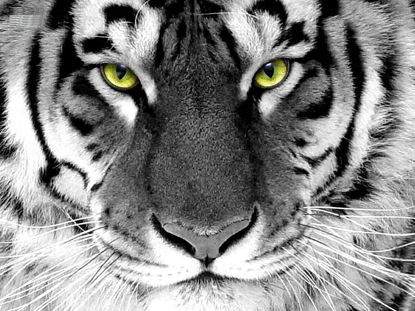 黒と白の虎の咆哮、トラをクローズ アップ 高画質の壁紙