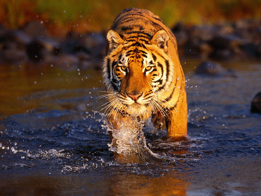 Art And Home : Tygrys bengalski, tygrys szt Tapeta HD