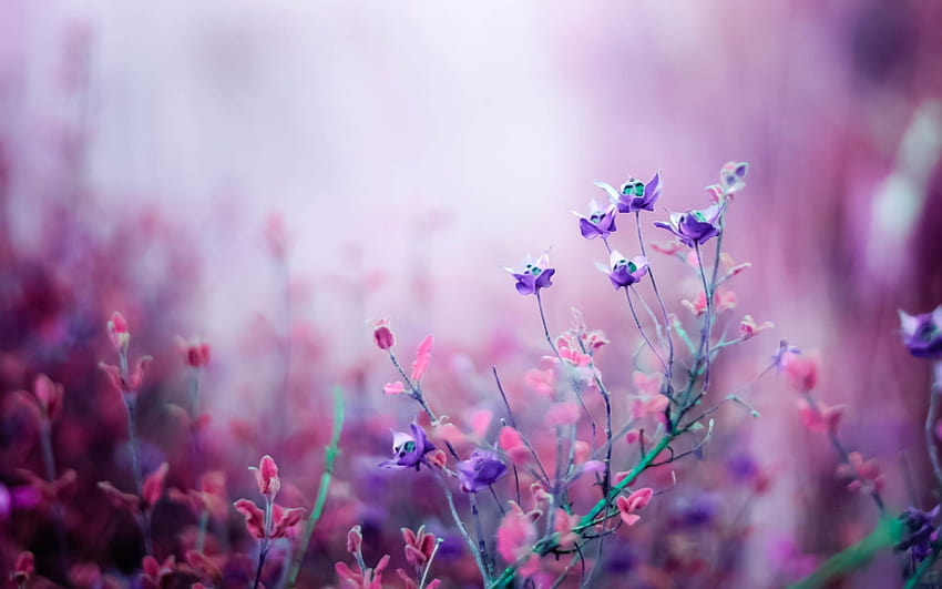 Rosa y púrpura, flores de primavera estéticas horizontales fondo de pantalla
