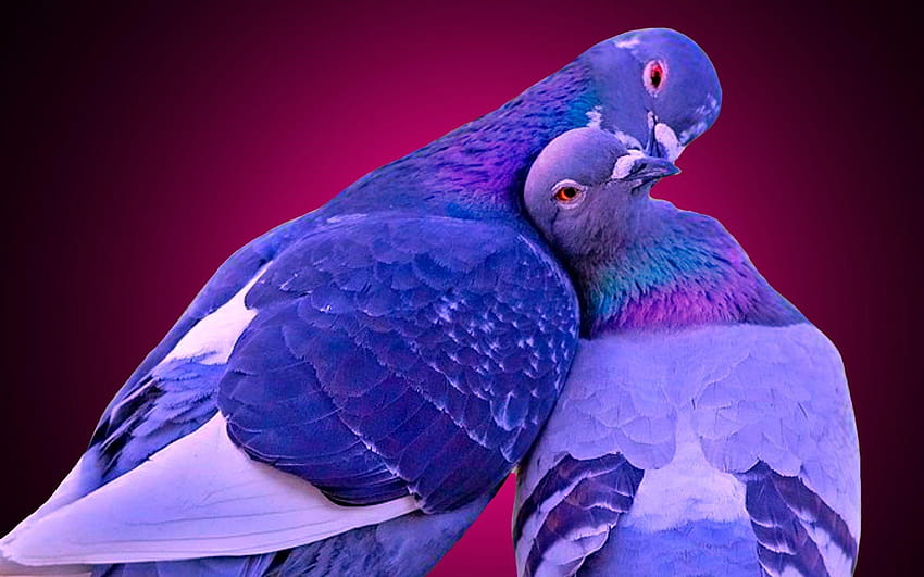and Graphics: Love Birds, by Jeni Caddy for PC, mobile phone love birds HD wallpaper