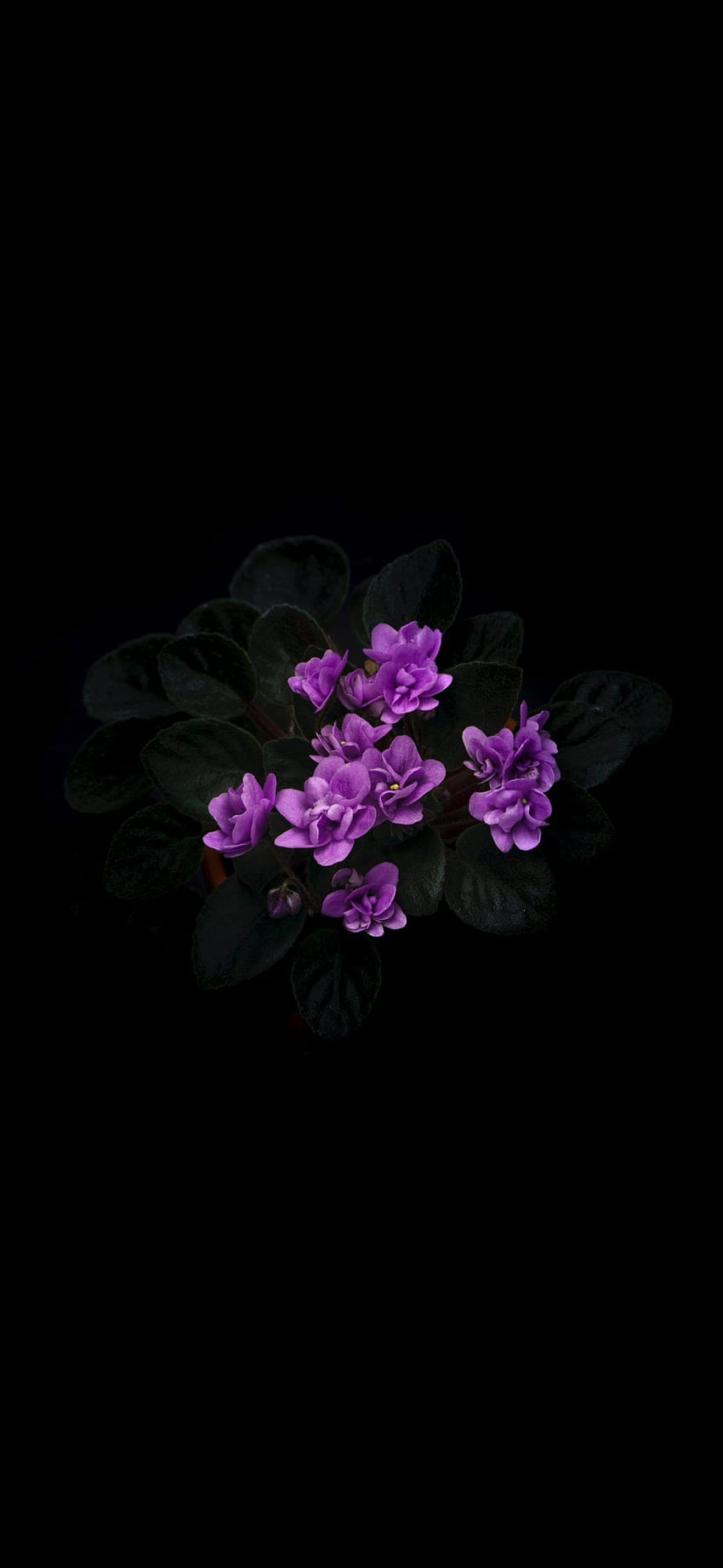 Purple, voilet flower amoled HD phone wallpaper