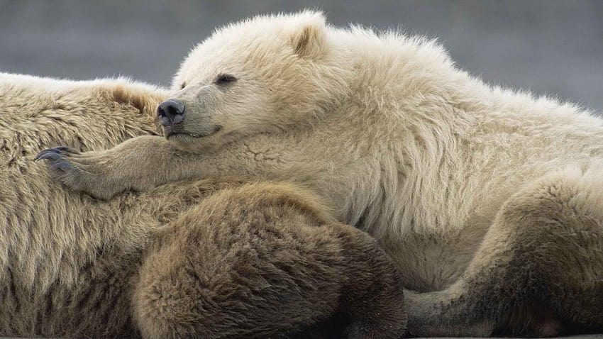 stary świat Alaska matka niedźwiedzie grizzly męski park narodowy 1920x1080 Ludzie Hi Res Ludzie ,High Definition Tapeta HD