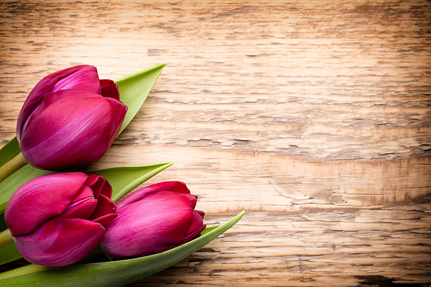 Tulips burgundy Flowers Three 3 HD wallpaper | Pxfuel