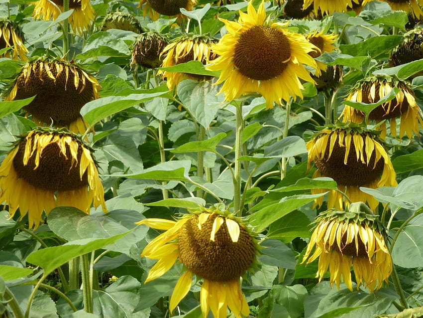 Seatons Organic Sunflower Oil, helianthus annuus HD wallpaper