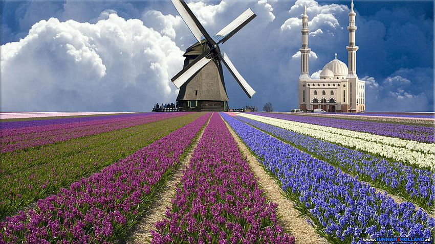 Moulin à vent néerlandais, champs de lavande Pays-Bas Fond d'écran HD