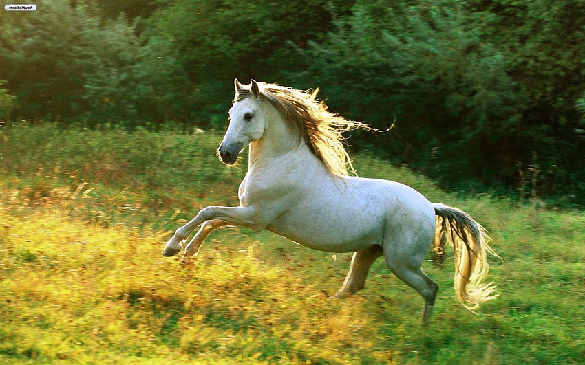 White Horse Running 829593, tujuh kuda Wallpaper HD