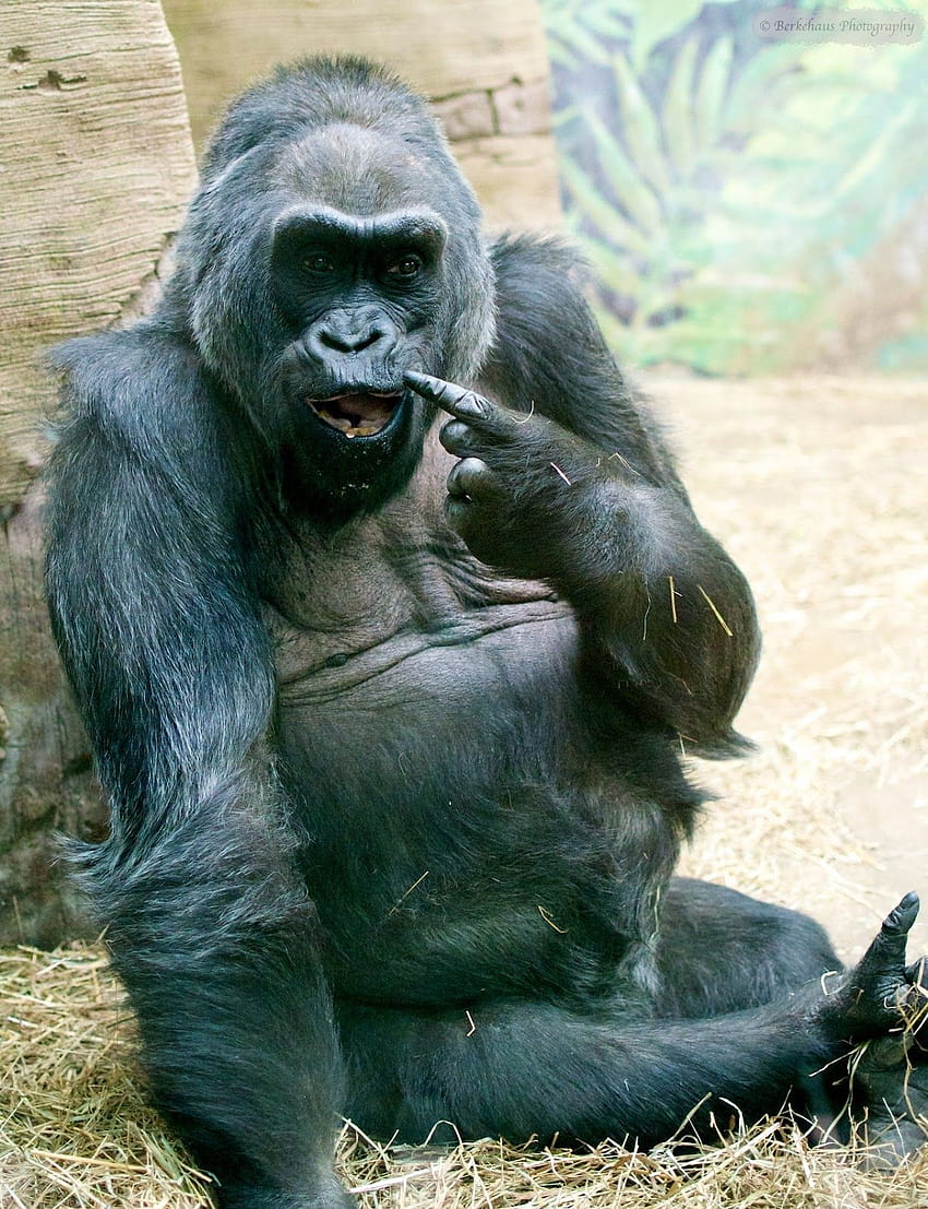 gorillas, funny gorilla HD phone wallpaper