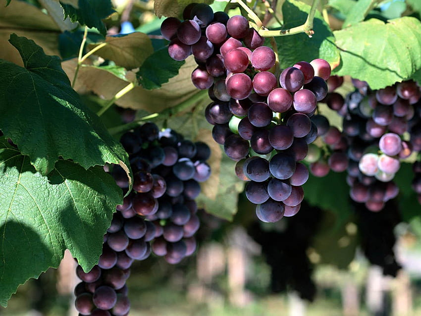 1751 grape vines HD wallpaper
