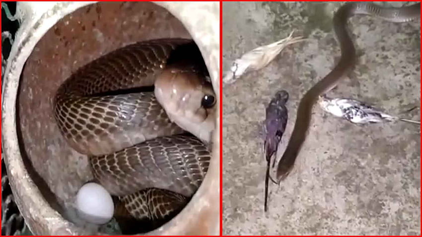 On cam: Cobra takes refuge inside bird cage in Odisha's Banki, rescued HD wallpaper