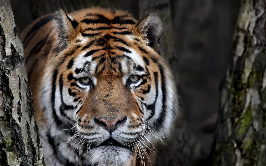 tigre grande, retrato, fauna silvestre, depredador, retrato de tigre fondo de pantalla
