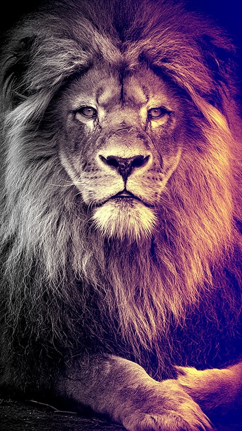 Leo Cool Lion HD phone wallpaper