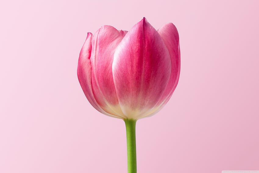 単一のピンクのチューリップ春の花、ピンクの背景 U TV のウルトラ背景: ワイドスクリーン & UltraWide & ラップトップ: マルチ ディスプレイ、デュアル モニター: タブレット: スマートフォン、ピンクの花の春 高画質の壁紙