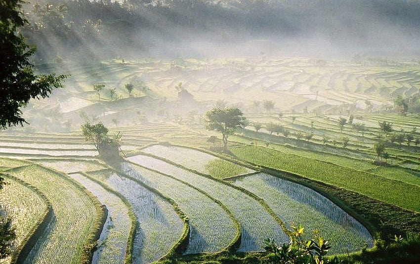 Bali Rice Fields HD wallpaper