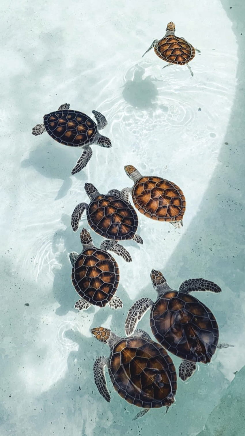 kinderzimmer Ssaki żółw morski iphone ściana żółwia morskiego w 2020 roku, estetyczne żółwie Tapeta na telefon HD