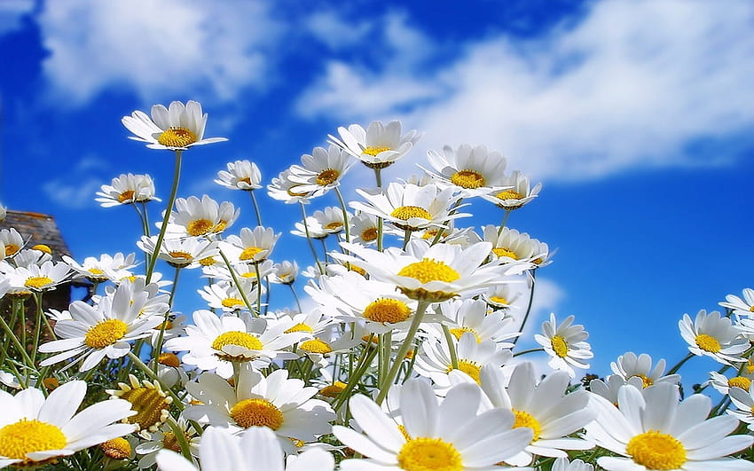 Daisy, field of daisies HD wallpaper