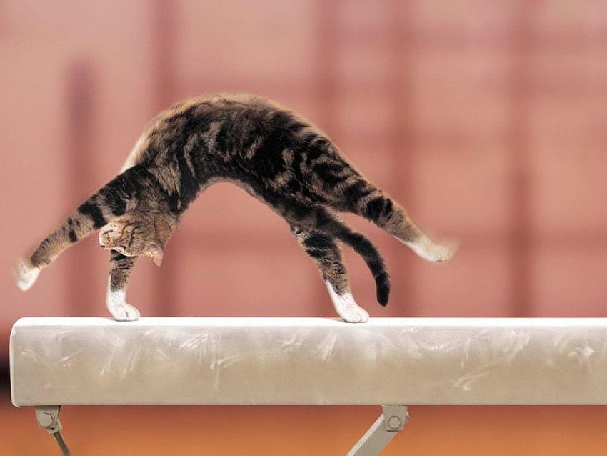 Cat: Funny Humor Olympic Games Gymnastics Cute Cat 16:9 HD wallpaper