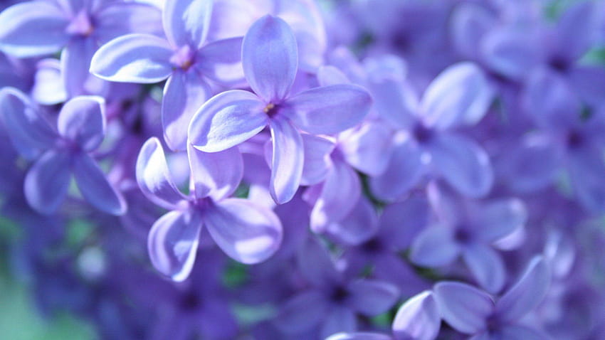 Flores ultra lilas, lilas fondo de pantalla