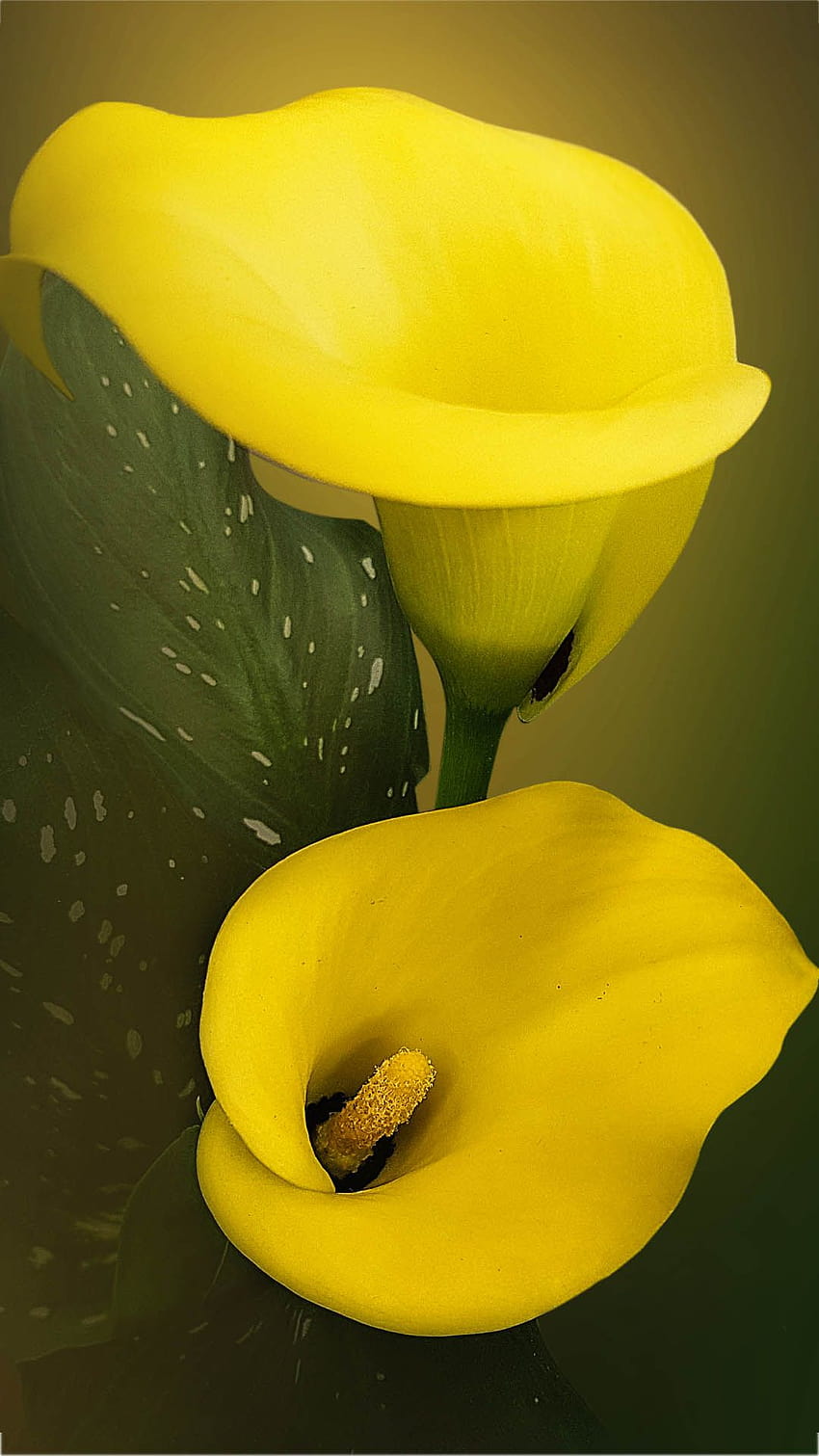 Pin on Digital Art, yellow lily HD phone wallpaper | Pxfuel