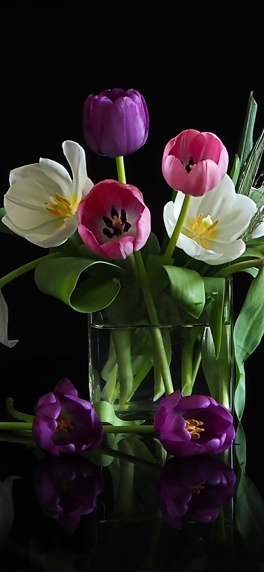 White, pink tulip flowers, black backgrounds 1242x2688 iPhone 11 Pro/XS Max  , background, dark tulip iphone HD phone wallpaper | Pxfuel