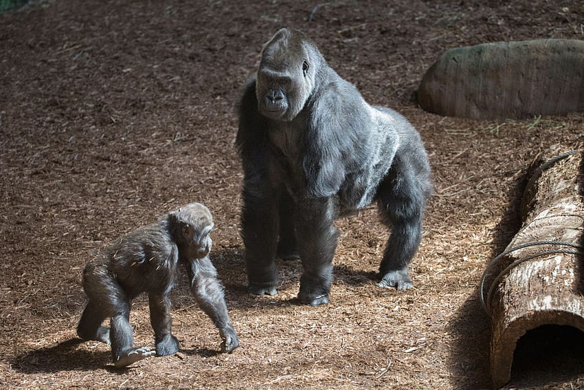 Toronto Zoo's silverback King Charles reigns on as son moves to, gorilla troop HD wallpaper