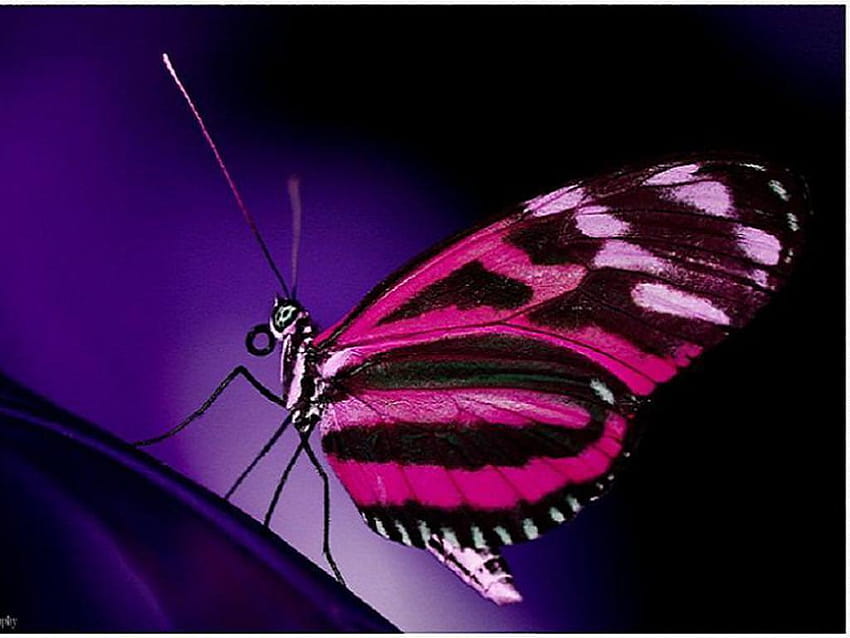 Intérieur : Casual Light Blue Nuance And Black Butterfly As, papillons noirs et roses Fond d'écran HD