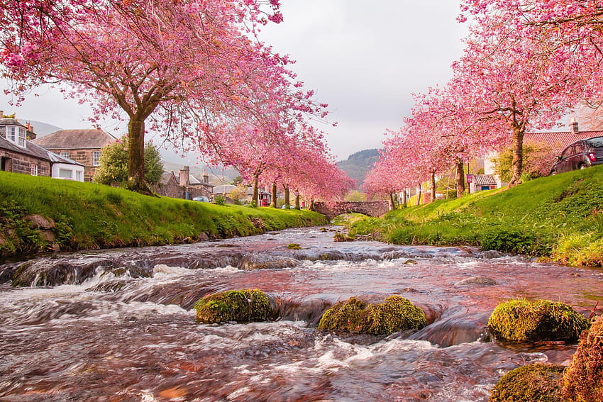 Sakura Trees on the River Full and Backgrounds, pink sakura tree HD wallpaper