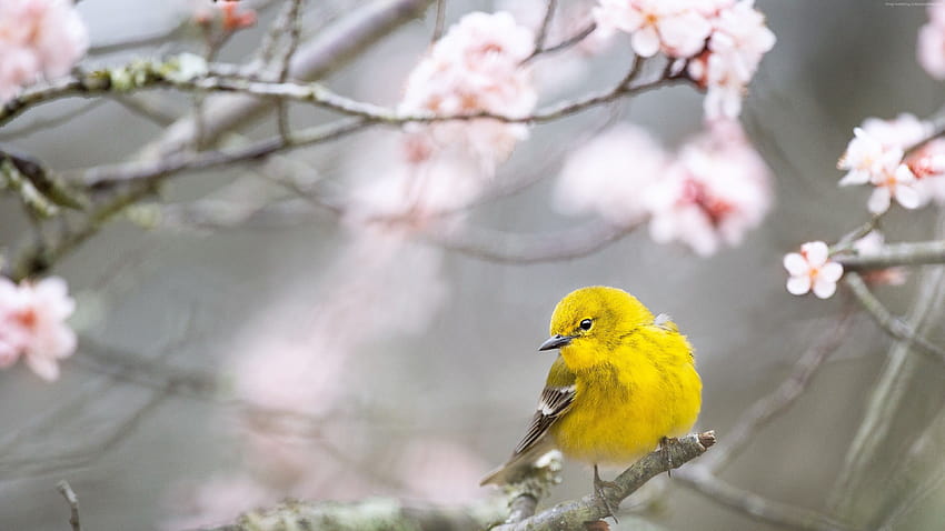 Toutinegra do pinheiro, Pássaro, Amarelo, Animais papel de parede HD
