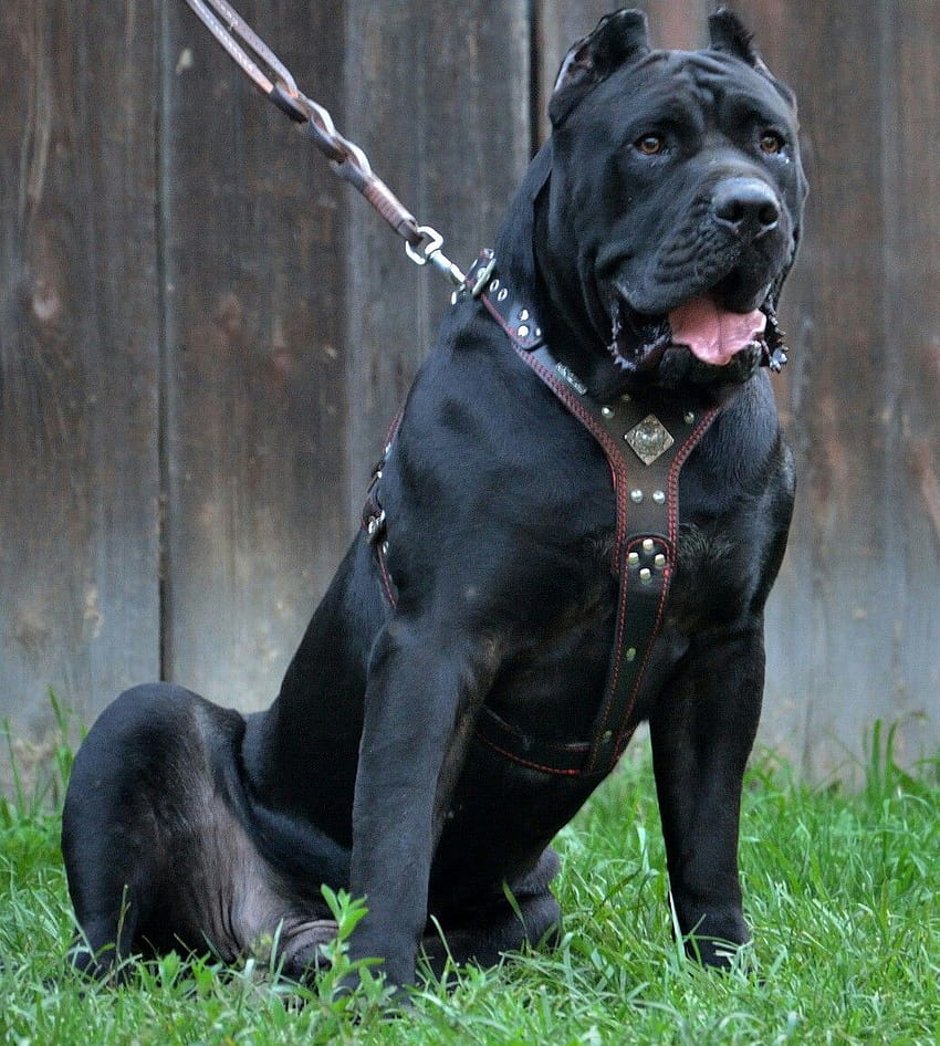 オールブラックのプレサ・カナリ。カナリア犬はよくカネコルソと混同されますが、全くの別種です。 クリック…、カナリーマスティフ HD電話の壁紙