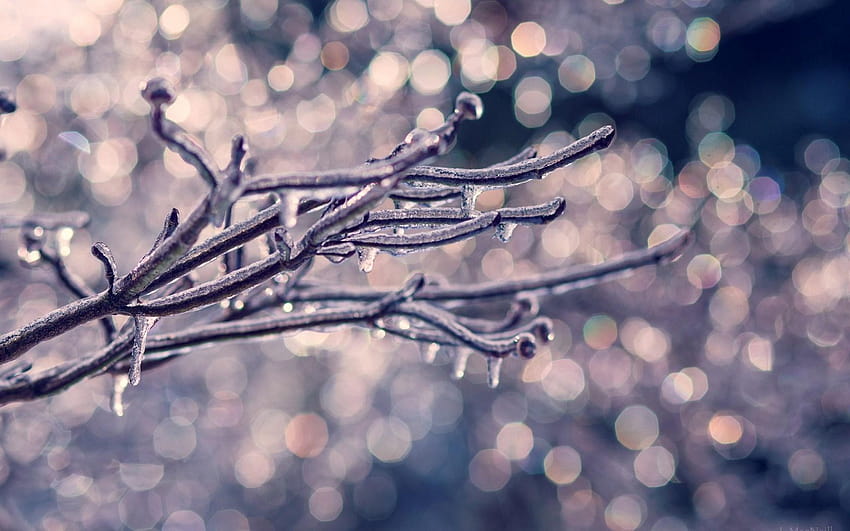 1680x1050 Branch Tree Ice Winter Nature, winter branches HD wallpaper