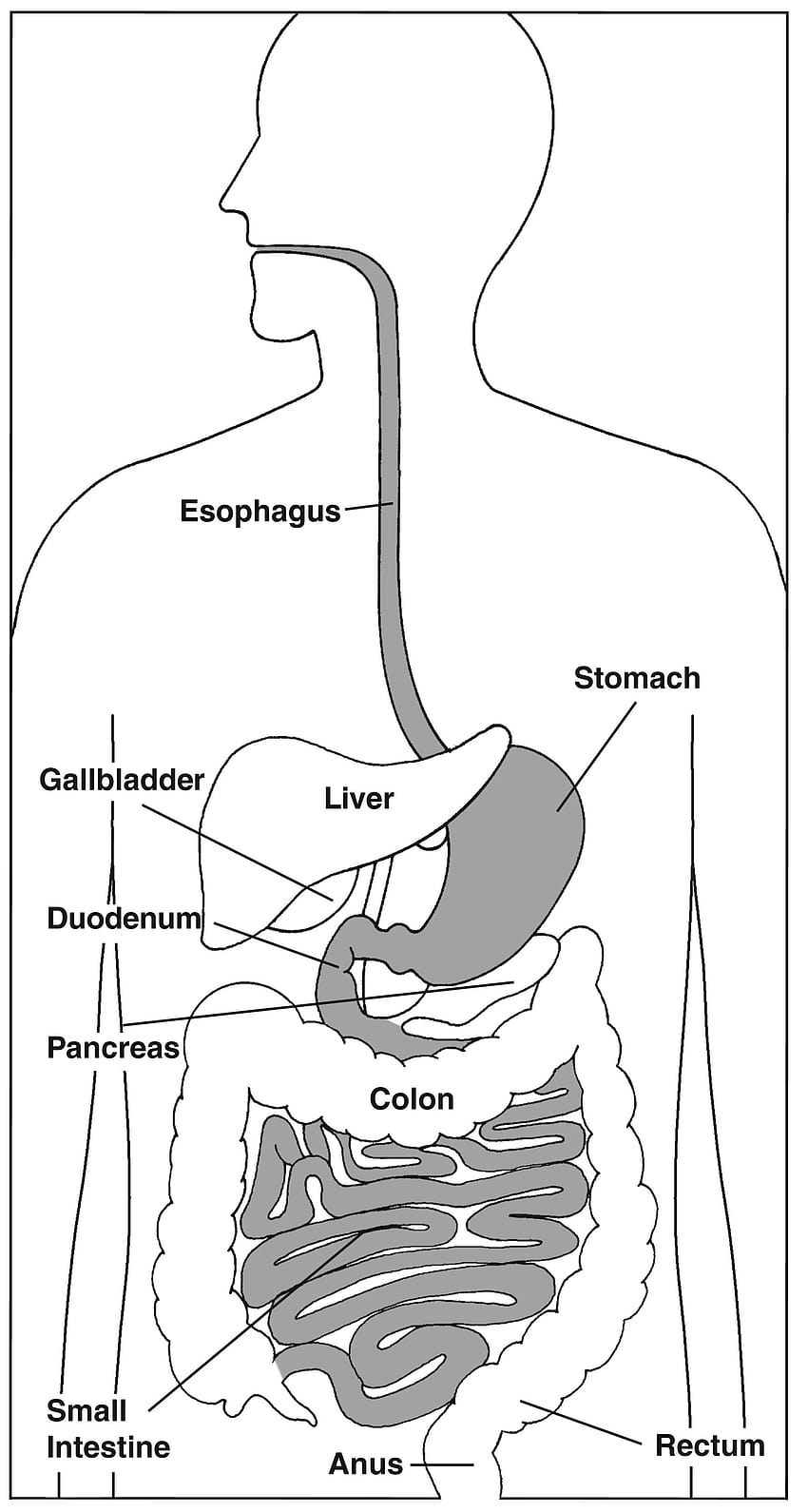 The Esophagus Diseases Of The Digestive ...foto.ca HD phone wallpaper