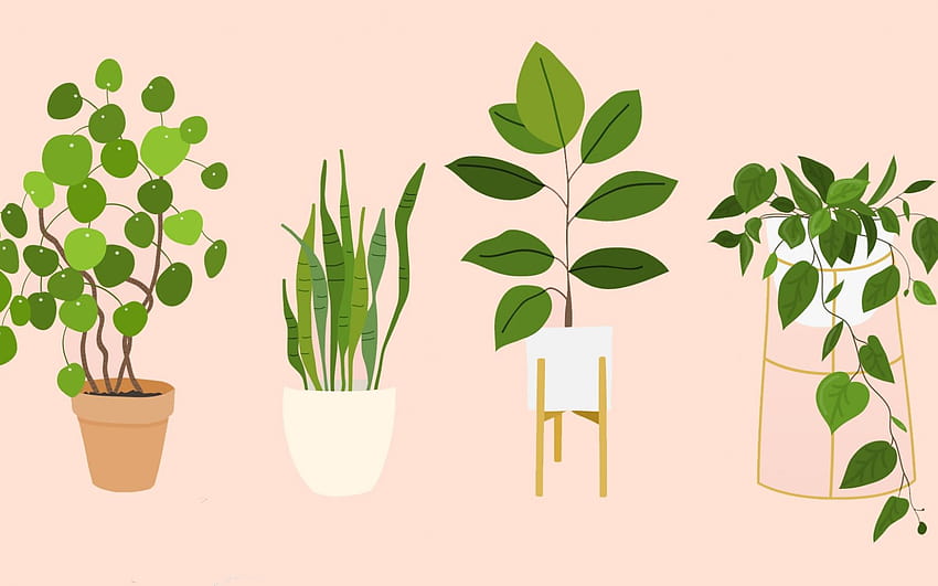 The Best Houseplants That Basically Anyone Can Keep Alive SheKnows [1920x1080] for your , Mobile & Tablet HD wallpaper